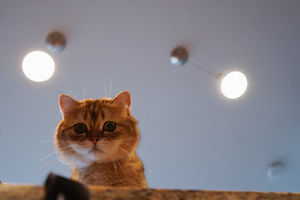 Meet your Posher, Leesa